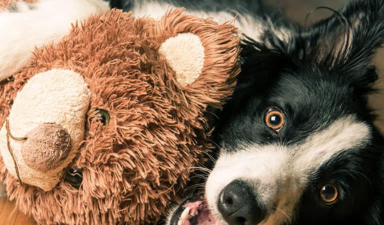 Top 10 des preuves d'amour de votre chien Top 10 des preuves d'amour de votre chien