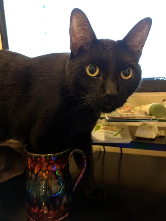 Bien plus solide que ton plâtre pour mes pattes!