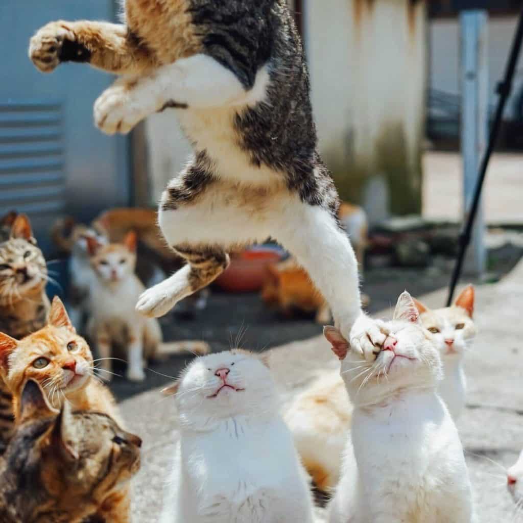 29. Gang de chat dans les rues - kung fu cat