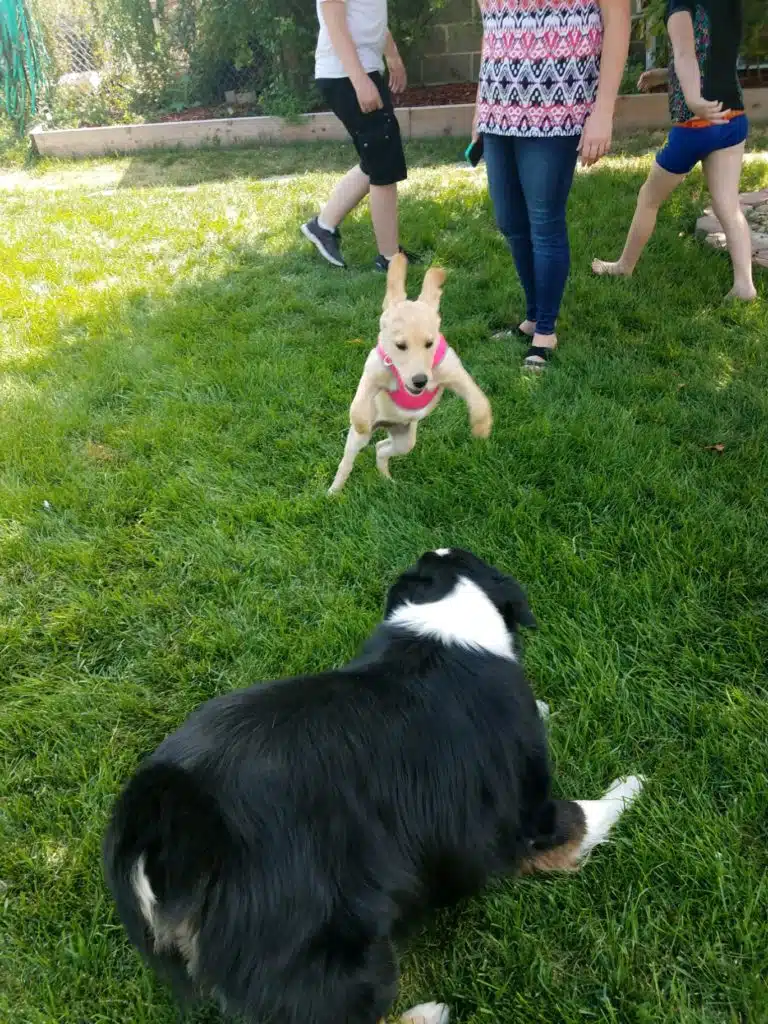 36. Jeux de chiens
