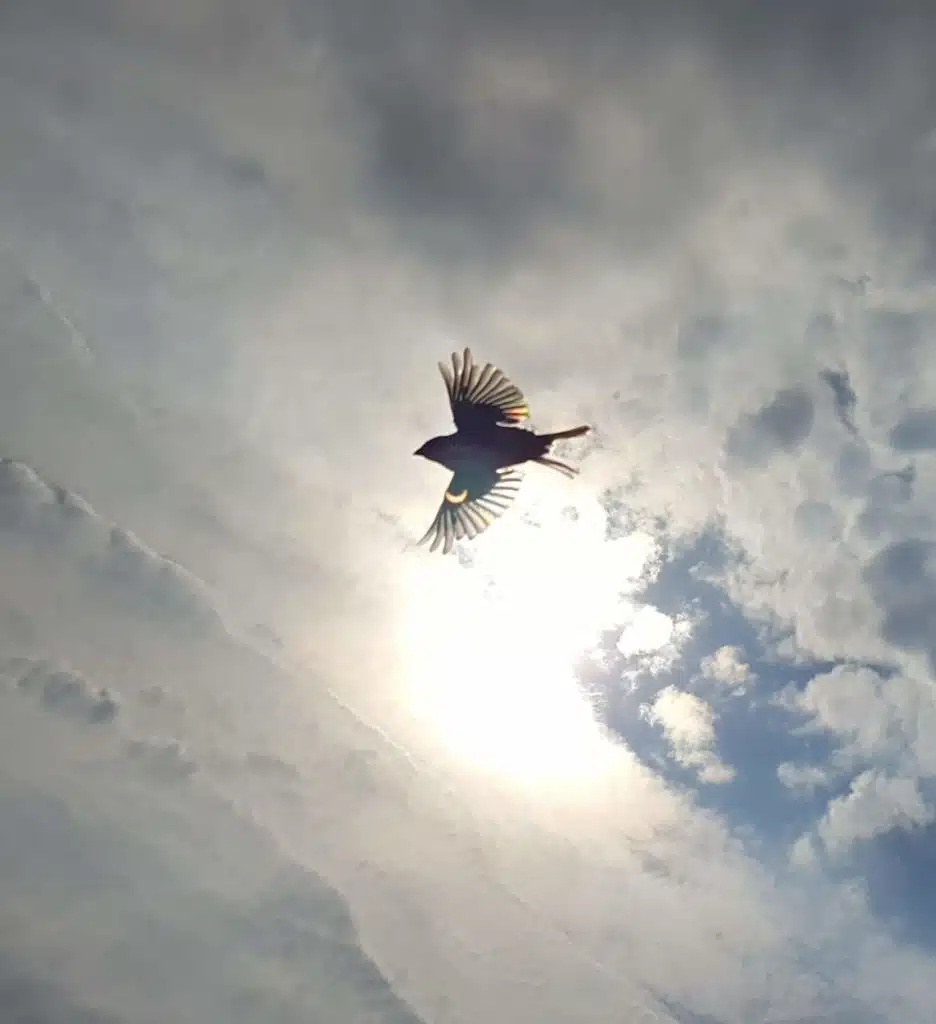 47. Les ailes de l'oiseau créent une éclipse