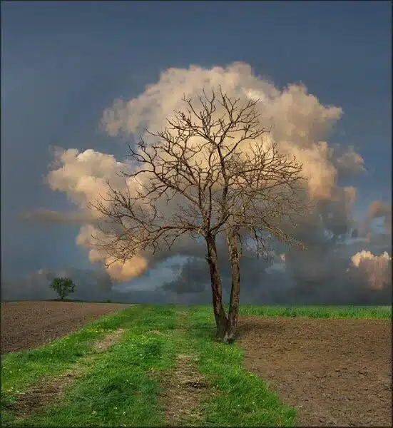 56. Même en automne cet arbre a trouvé un feuillage