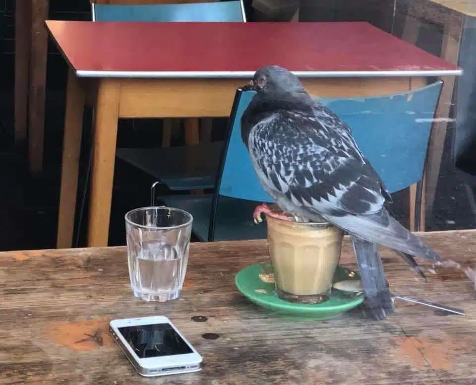 Mieux vaut se déconnecter de twitter quand on boit son café!