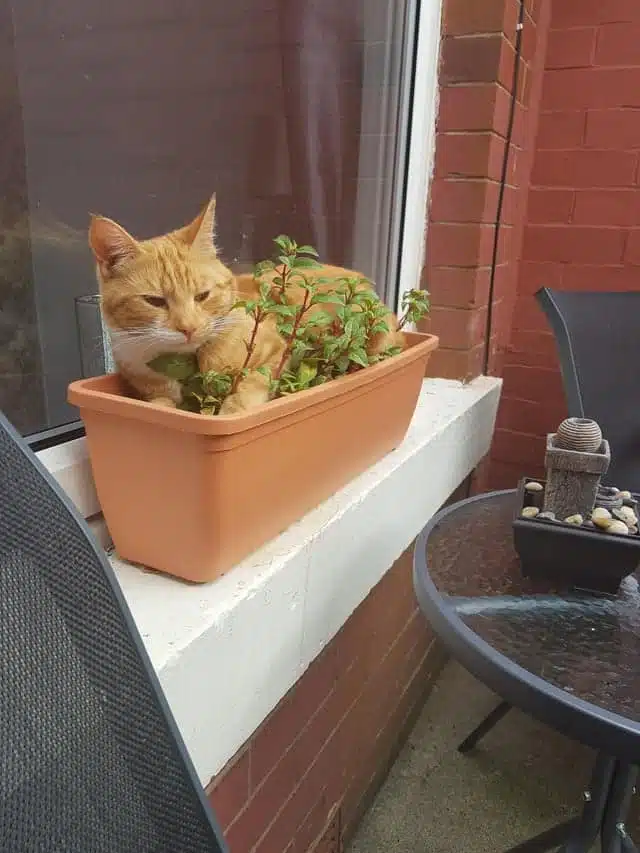 Mon humain a planté sa menthe à mojito dans mon panier! Il comprend vraiment rien!