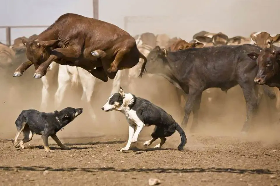 73. Petit jump au dessus de deux chiens