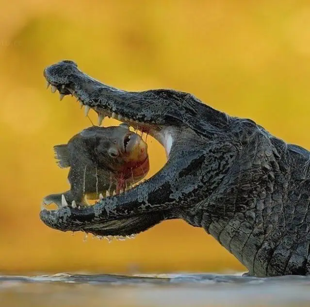 74. Petite bouchée de caiman