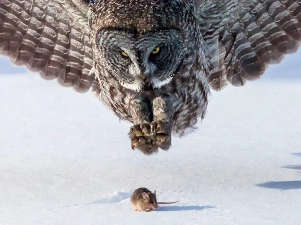 89. Retourne toi petite souris!