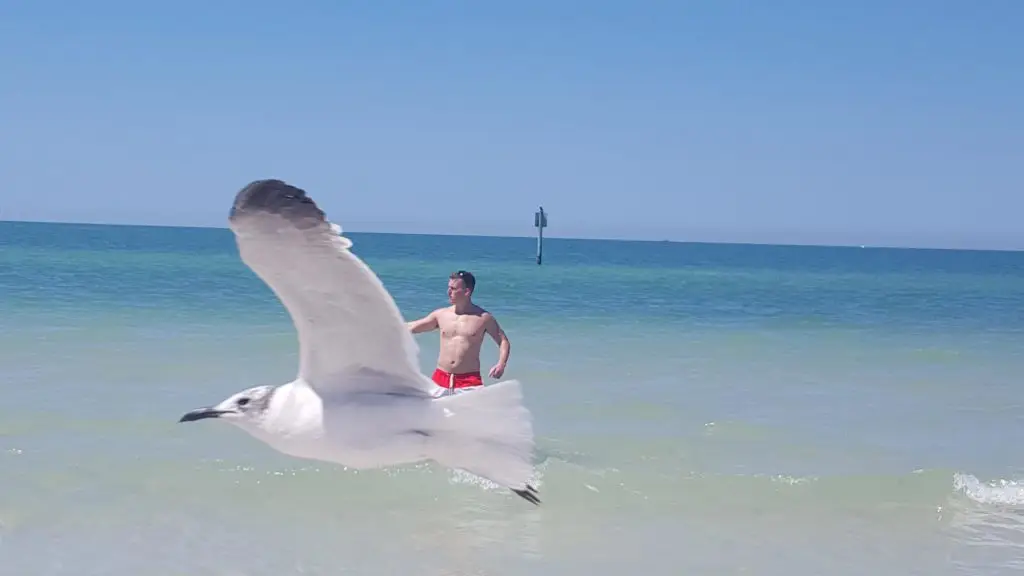 91. Surfer sur une mouette oklm!
