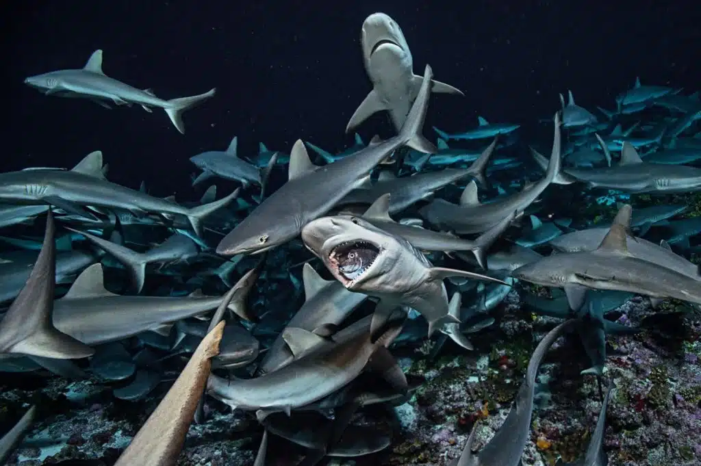 94. Une petite bouchée de requin