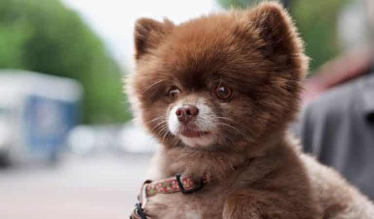 Top 15 des animaux les plus mignons du monde Top 15 des animaux les plus mignons du monde