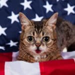 21' trends | top 10 des races de chats américains |