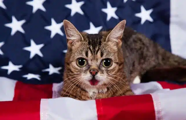 21' trends | top 10 des races de chats américains |