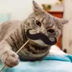 21' trends | top 10 des chats les plus drôles | bêtises,chat,top |