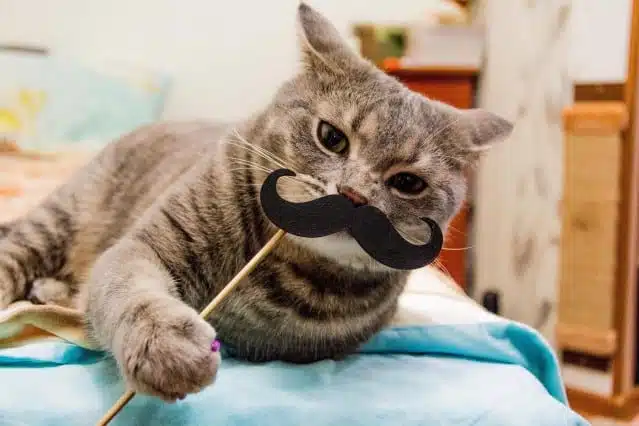 21' trends | top 10 des chats les plus drôles | photos,timing parfait |