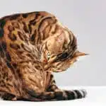 21' trends | top 10 des chats de race | trésor des montagnes,rocheuses,usa |