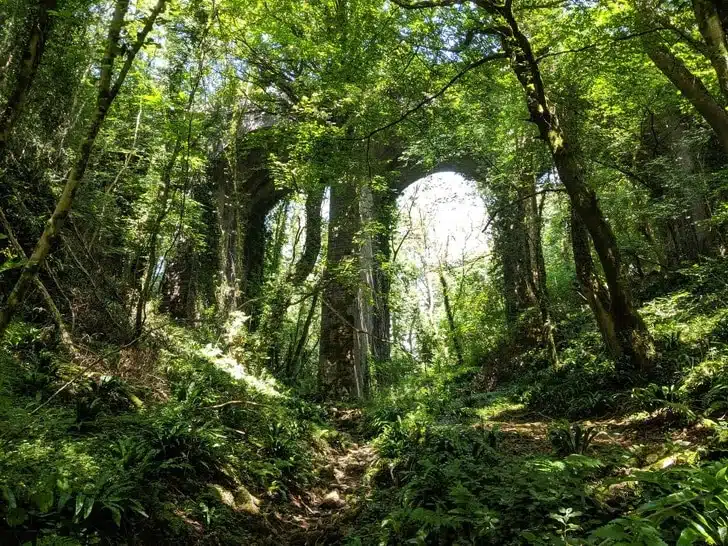 6. Les arbres et la forêt reprennent leurs droits - 21 trends