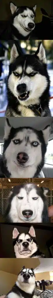 9. Mais quand on veut photographier un husky, c'est une autre histoire... - 21 trends