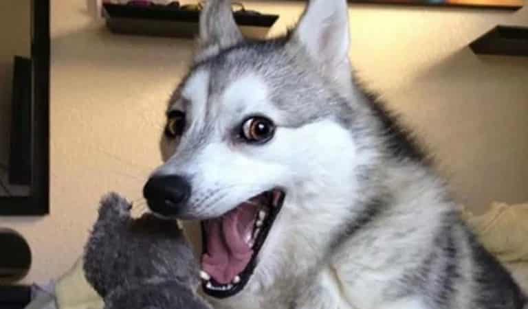 Top 14 des preuves que les Husky sont les chiens les plus cons ! Top 14 des preuves que les Husky sont les chiens les plus cons !