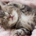 Top 11 : les gifs de chats adorables et câlins