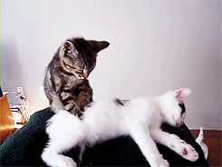 3. Un petit massage à quatre pattes! - 21 trends - top 11 - chats adorables & câlins - meilleurs gif