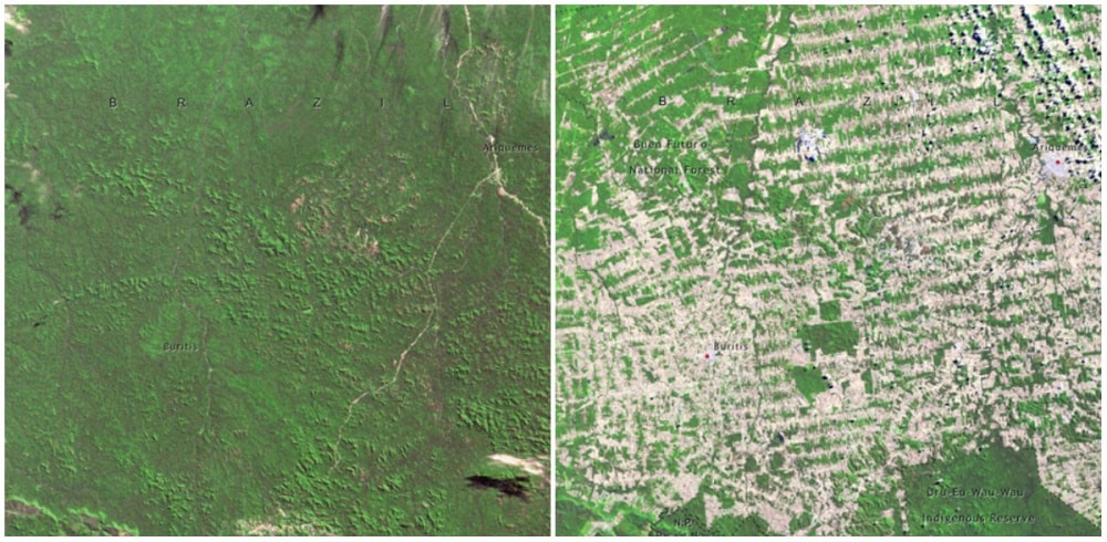 Forêts à rondonia, au brésil. Juin 1975 - août 2009. - 21 trends