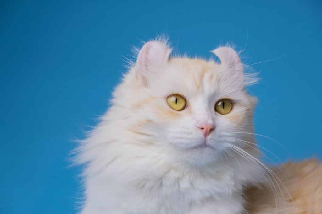 American Curl - chats les plus chers du monde - t'es pas un chat