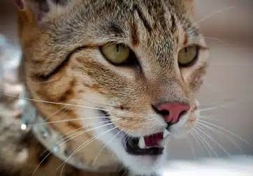 21' trends | top 10 des chats les plus chers du monde | chats les plus cher,monde,top |