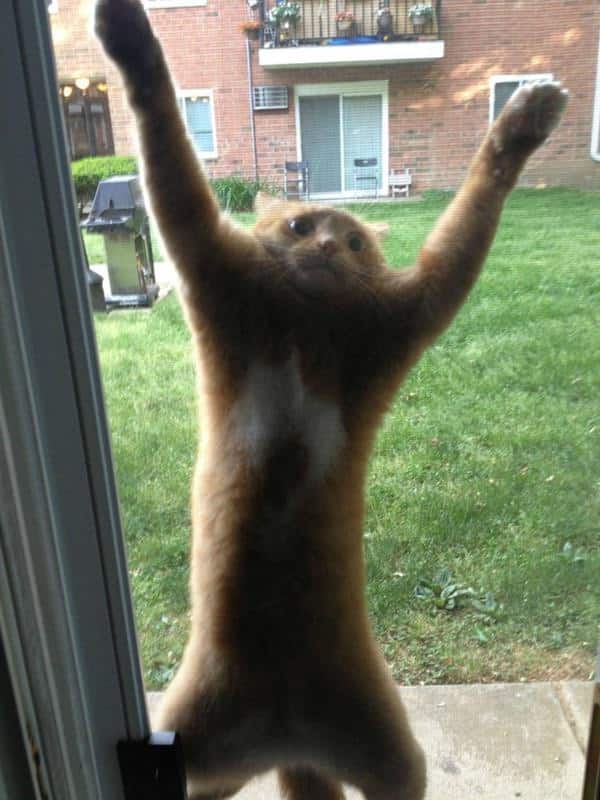 T'es pas un chat - Bêtises de chats - Chat à la fenêtre
