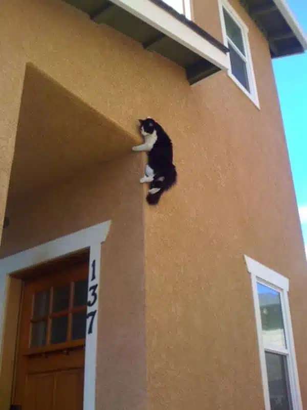 21' trends | top 10 des bêtises de chats | bêtises,chat,top |
