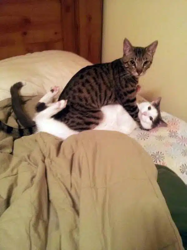21' trends | top 10 des bêtises de chats | bêtises,chat,top |