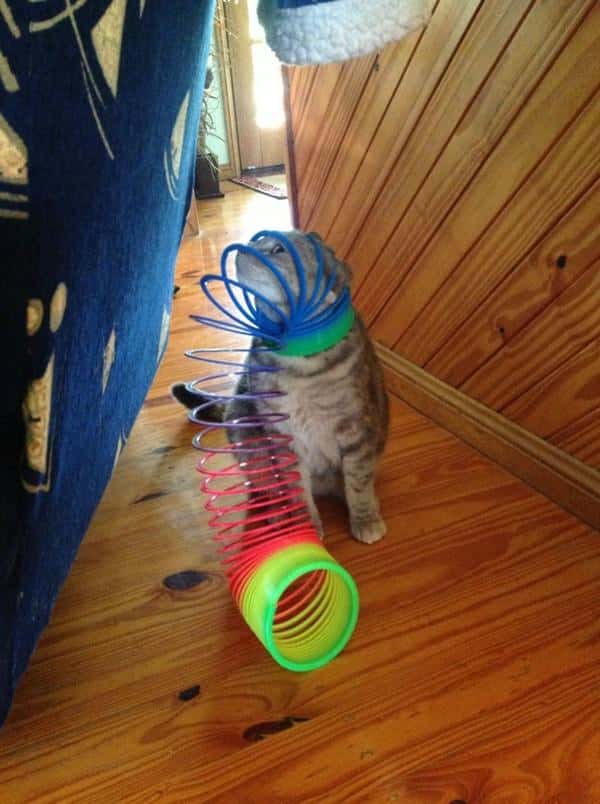 T'es pas un chat - Bêtises de chats - Tête de chat coincée dans un jouet
