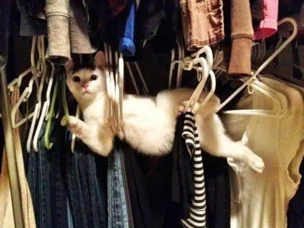 21' trends | top 10 des bêtises de chats | bêtises,chat,top |
