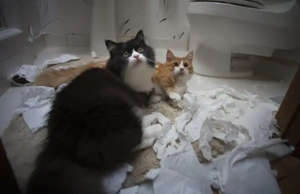 21' trends | top 10 des bêtises de chats | bêtises,chat,top |
