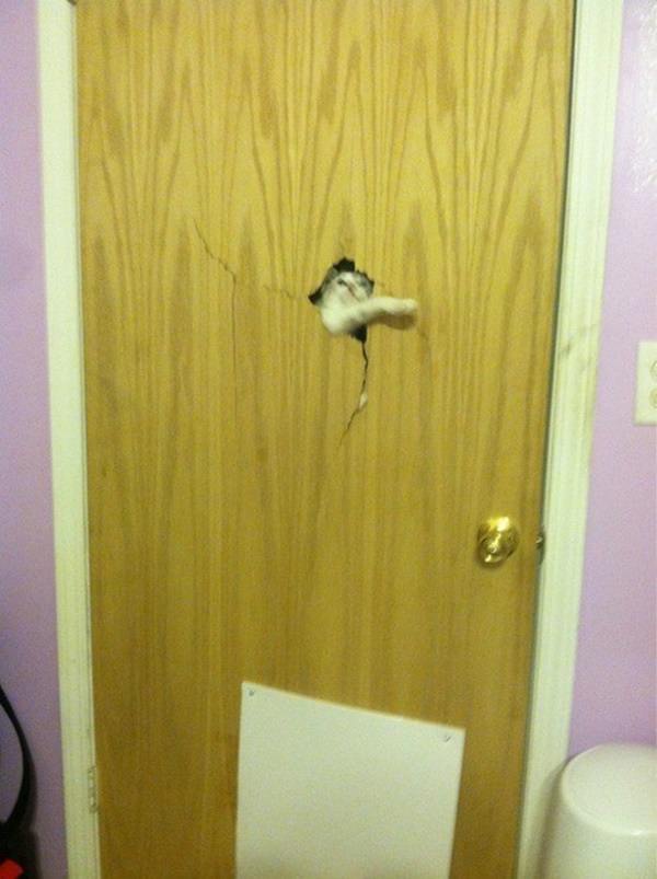 T'es pas un chat - Bêtises de chats - Chat de the shinning - Il imite la scène du film en passant à travers la porte