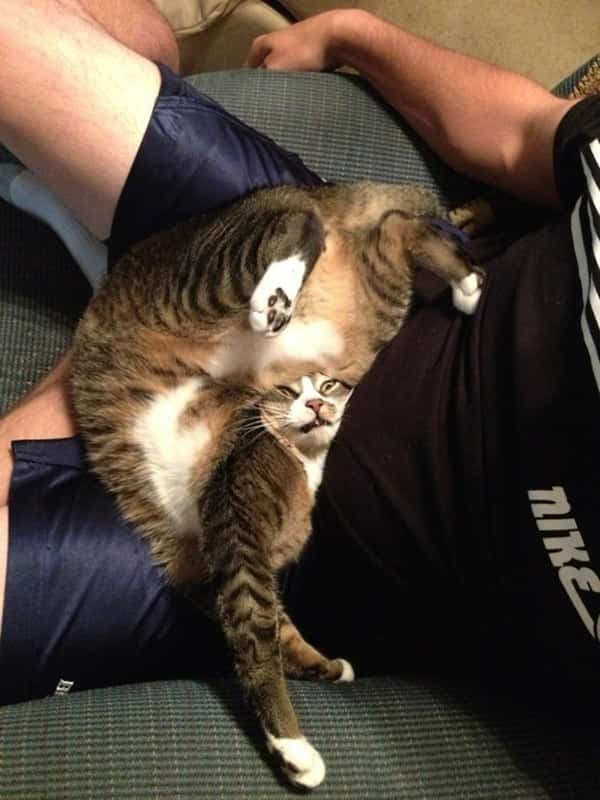 T'es pas un chat - Bêtises de chats - Chat dans une position incongrue et inconfortable
