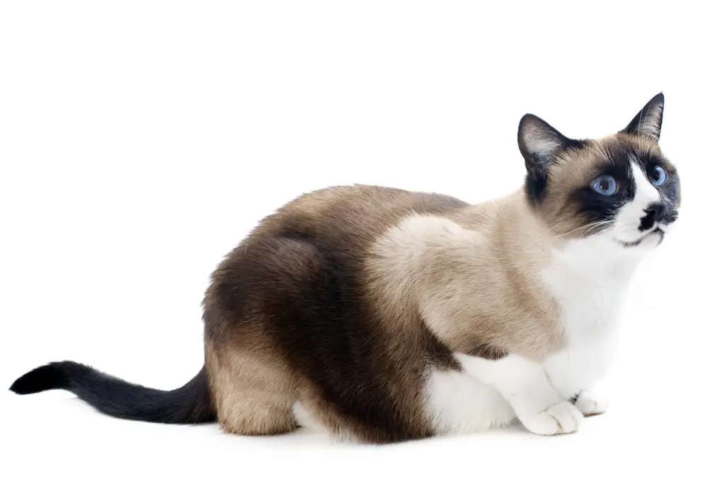 Chat siamois
