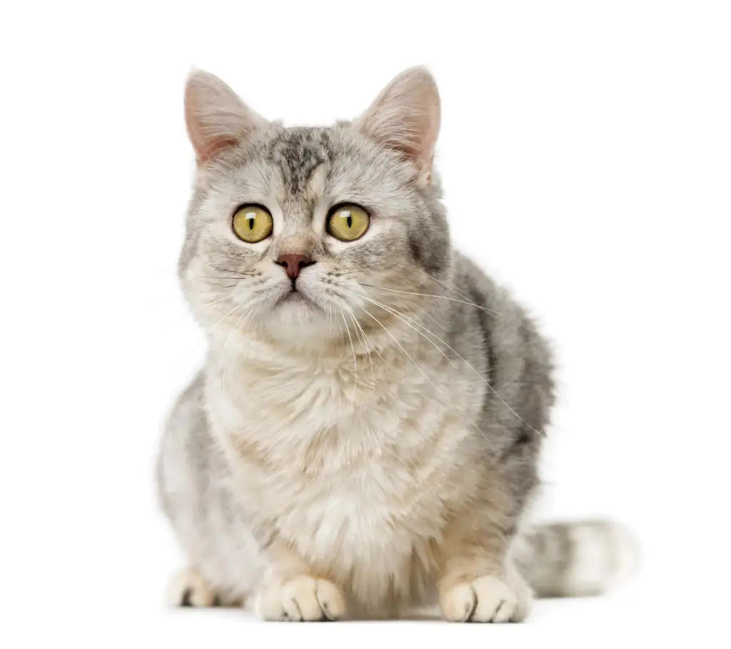 American shorthair
