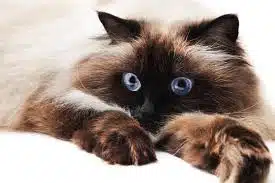 Himalayen