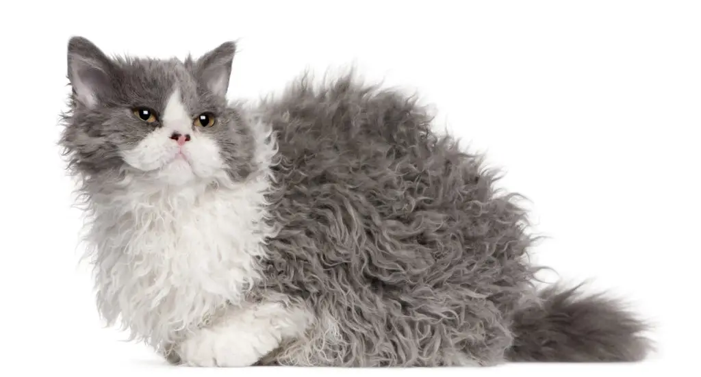 Selkirk rex