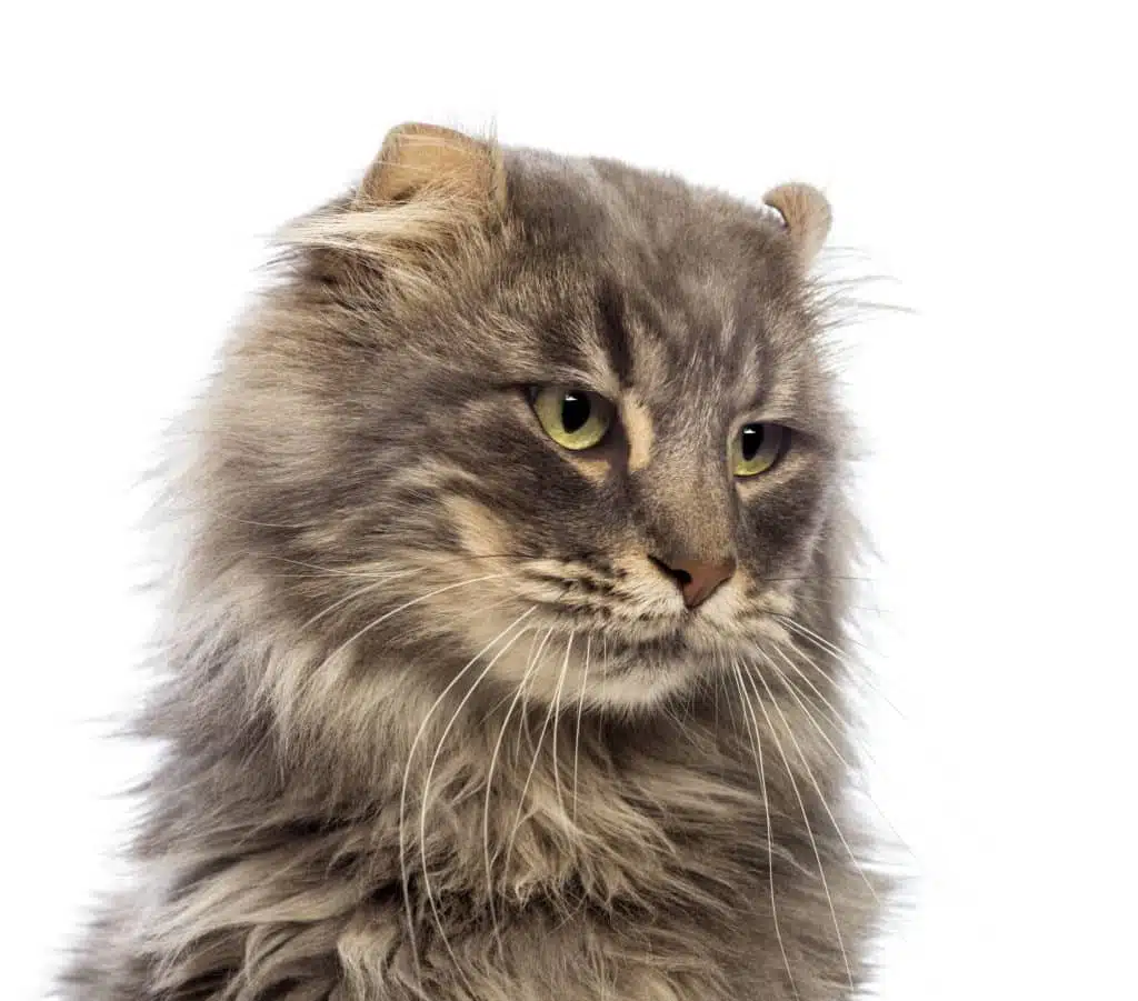 21' trends | top 10 des chats de race | chats de race,top |