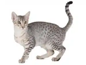 21' trends | top 10 des chats les plus chers du monde | chats les plus cher,monde,top |