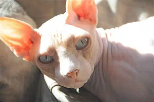 21' trends | top 10 des chats les plus chers du monde | chats les plus cher,monde,top |