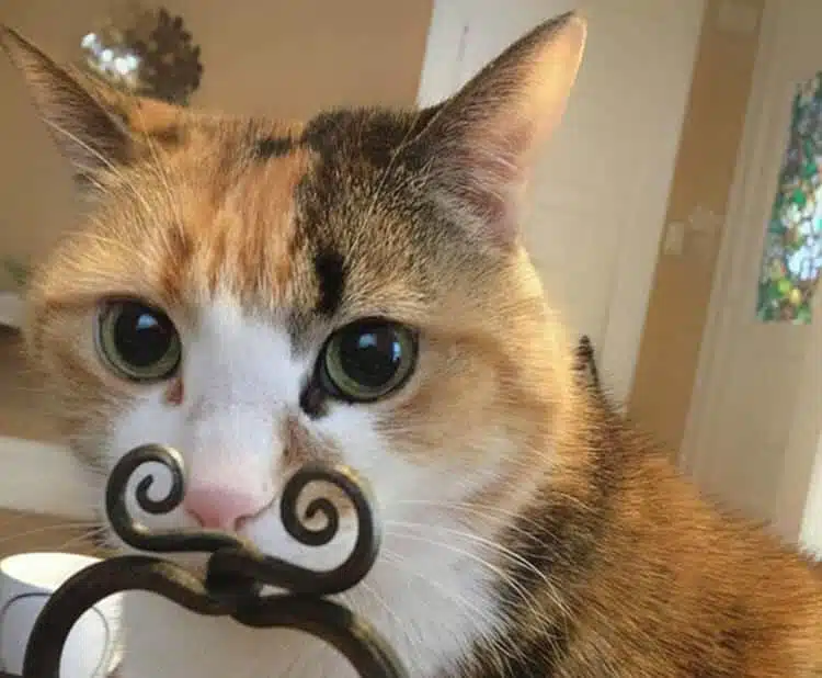 21' trends | top 10 des chats les plus drôles | chats les plus drôles |