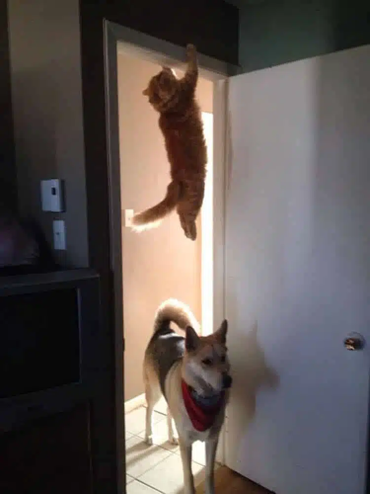 21' trends | top 10 des chats les plus drôles | chats les plus drôles |
