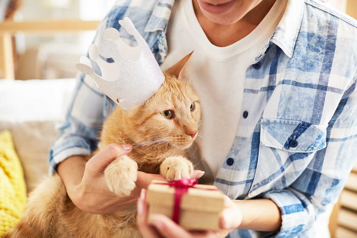 21' trends | top 10 des preuves que ton chat est ton enfant, pas touche! | facebook |