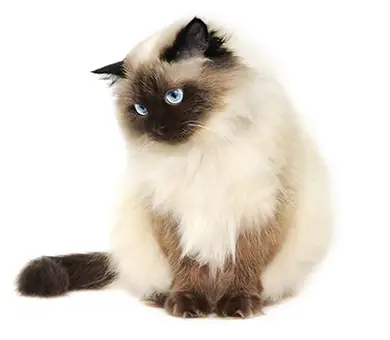 Chat himalayen