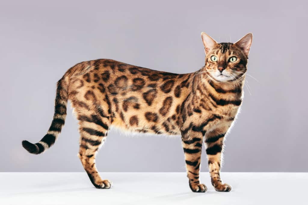 Bengal- chats préférés des français - races de chats préférées des français