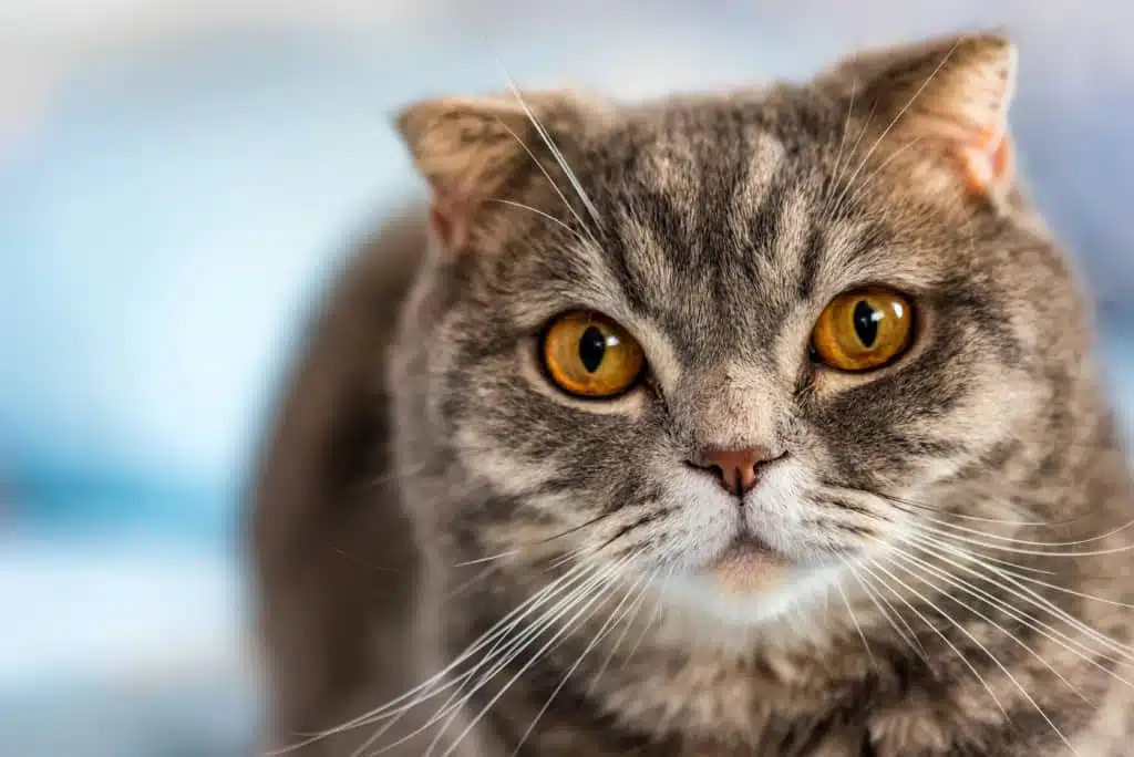 21' trends | top 10 des chats préférés des français | chats préférés des français,top,chat |