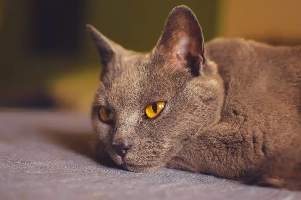 21' trends | top 10 des chats préférés des français | chats préférés des français,top,chat |