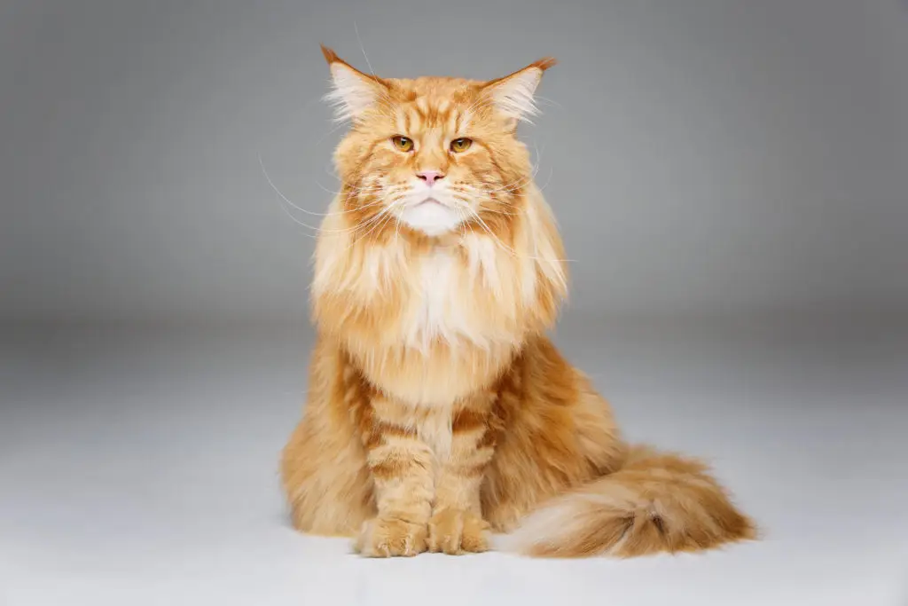 21' trends | top 10 des chats préférés des français | chats préférés des français,top,chat |